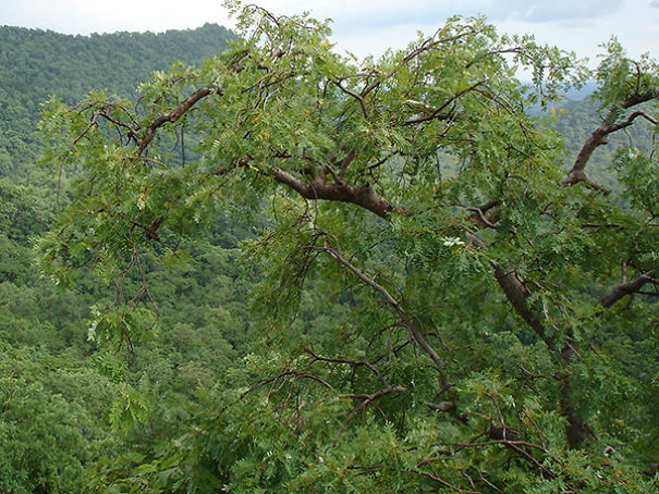 Wildlife Sanctuary In Chhattisgarh Wildlife Sanctuary In Chhattisgarh