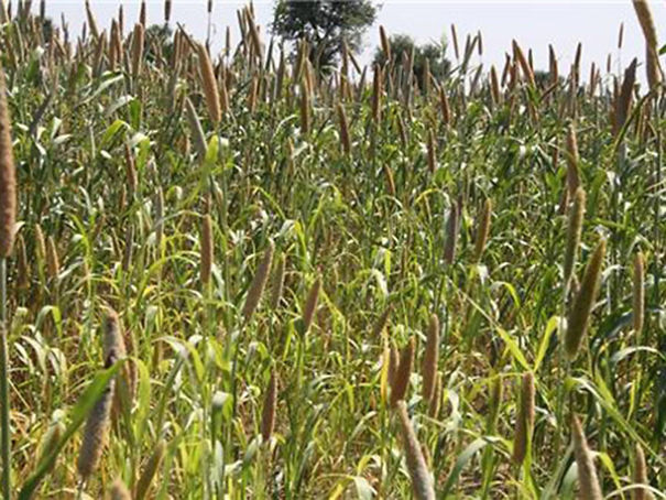 Wildlife Sanctuary In Chhattisgarh