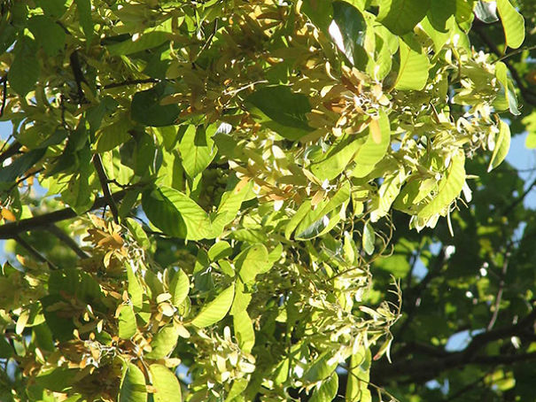 Wildlife Sanctuary In Chhattisgarh Wildlife Sanctuary In Chhattisgarh