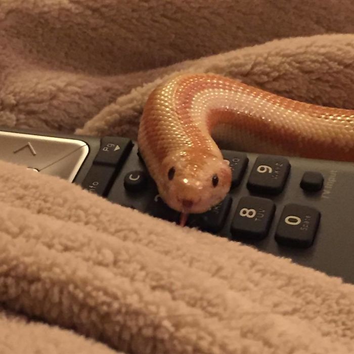 Typical Guy, Trying To Steal The Remote