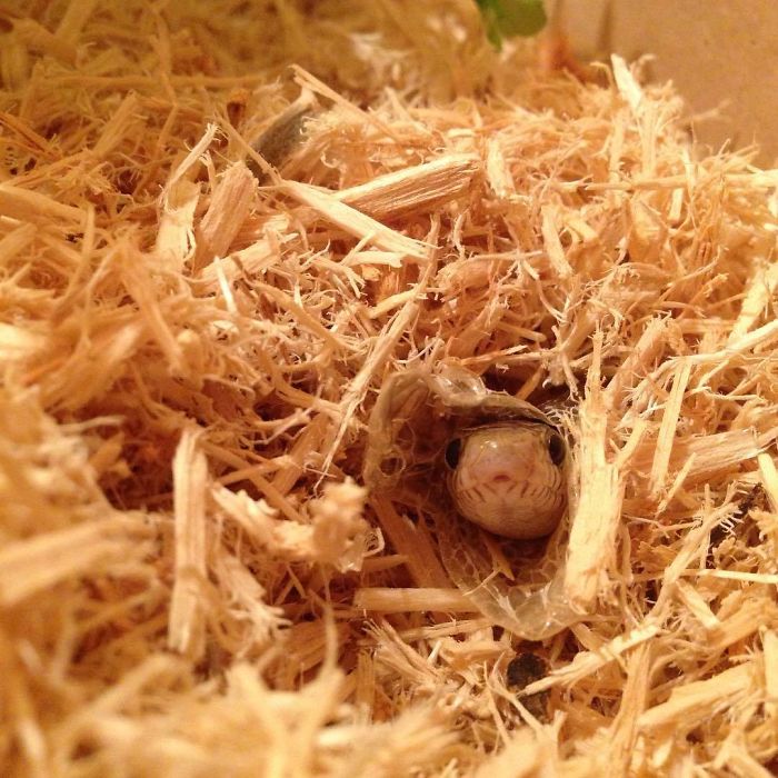 Caught Him Mid Shedding I Swear His Little 'Oooo' Face Is The Cutest Thing