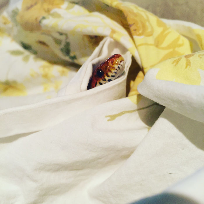 This Is My Snake Harley He Is My Stringbean And I Love Him