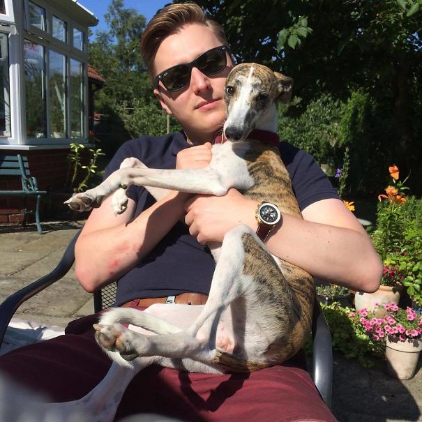 Walnut Whippet Cuddles. She's Such A Flirt