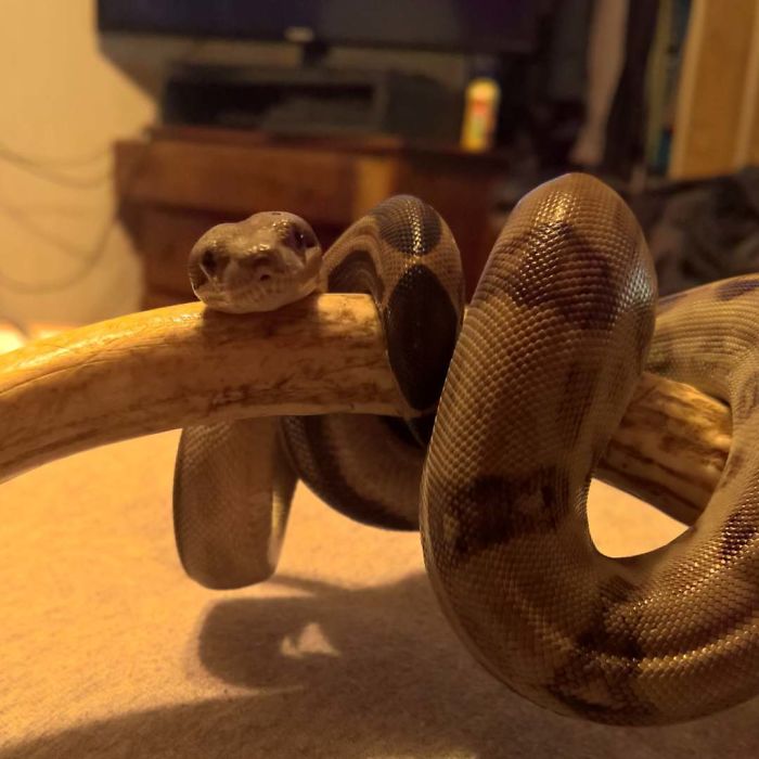 Oh Hey There. You Thought You Were Going To Go To Sleep At A Decent Time Tonight. Thats Funny Because I Decided Tonight Is The Night I Poop Everywhere In My Tank. Still Cute Though See