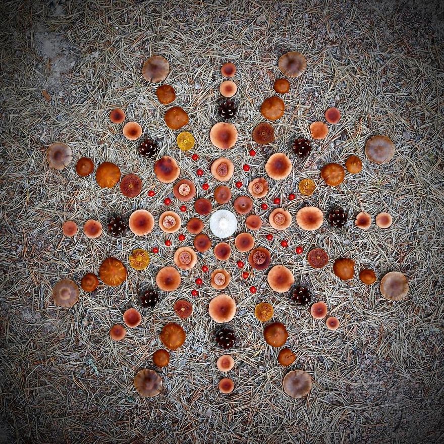 Doodling With Nature 🍄