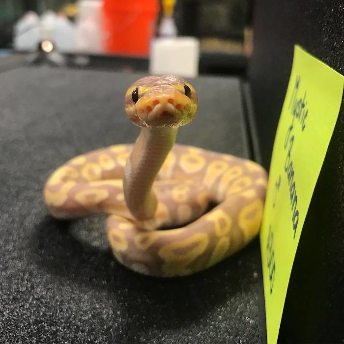This Baby Mystic Banana Ball Python At