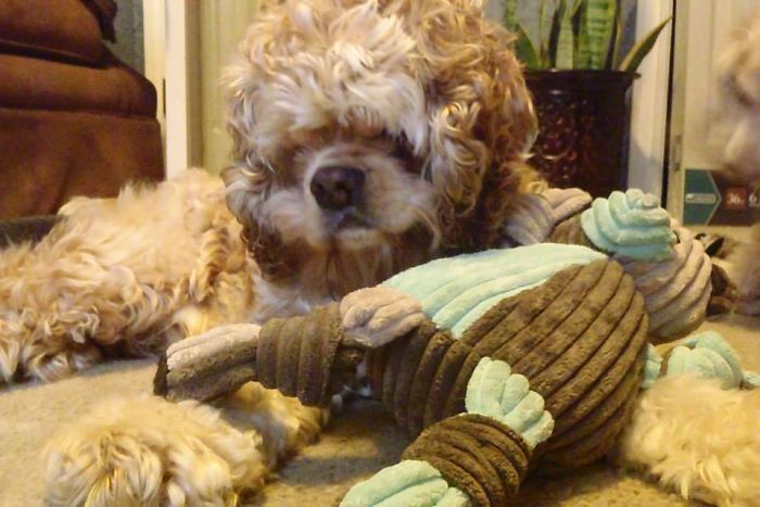 Bilbo Has Hydrocephalus And A Cleft Palate Which Didn't Detract At All From His Ridiculous Adorability.