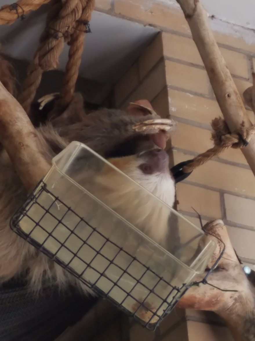 Bosco The Yarn Sloth Is Taking The World By Storm And You Can Add To His Journey