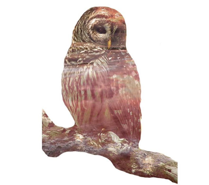 I Use Double Exposure To Create A Series That Merge Wildlife With Landscapes I Use Double Exposure To Create A Series That Merge Wildlife With Landscapes