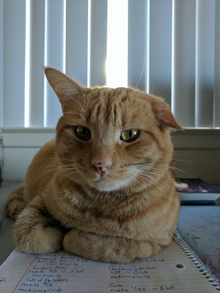 Bruce Just Showed Up In Our Neighborhood One Day And Decided He Liked Us. His Ear Was Injured At Some Point Before That, And It Has Never Stood Up Straight. I Think It Gives Him A Certain Charm.