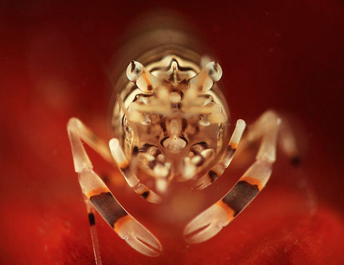 Bumblebee's Can Be Found Underwater