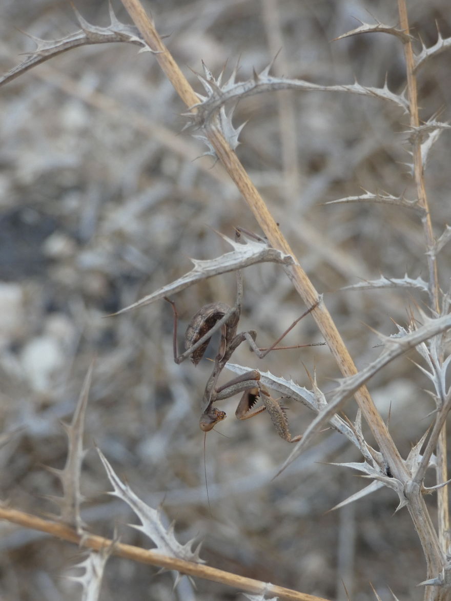 I Photograph Butterflies And Other Insects I Photograph Butterflies And Other Insects