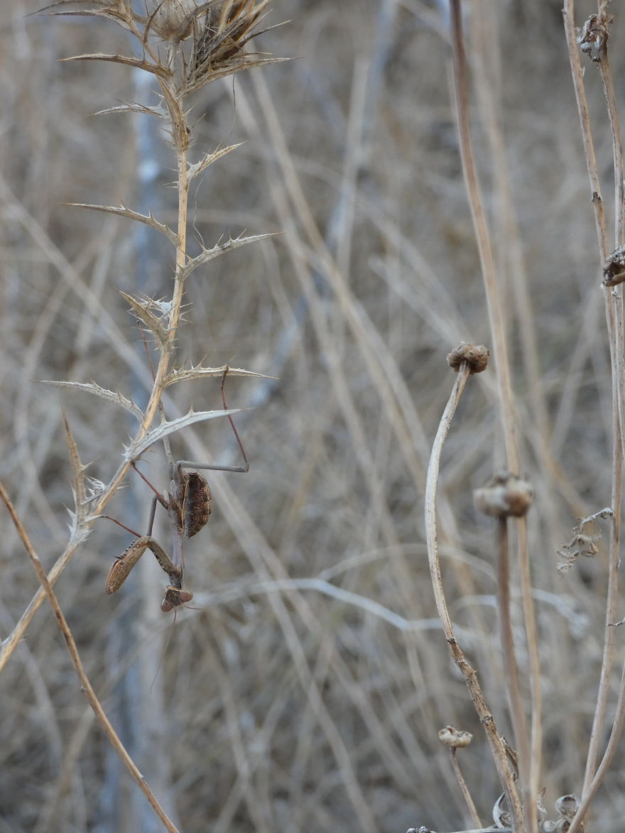 I Photograph Butterflies And Other Insects I Photograph Butterflies And Other Insects