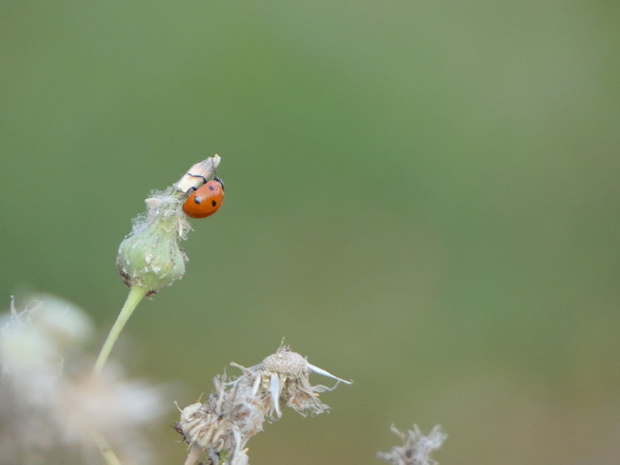I Photograph Butterflies And Other Insects