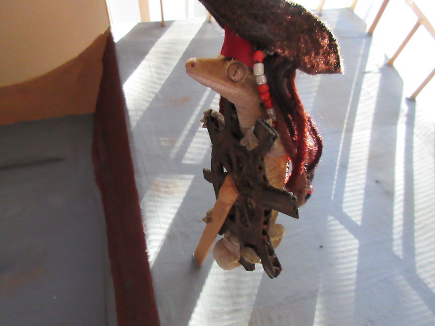 Captain Jack Gecko Captain Jack Gecko