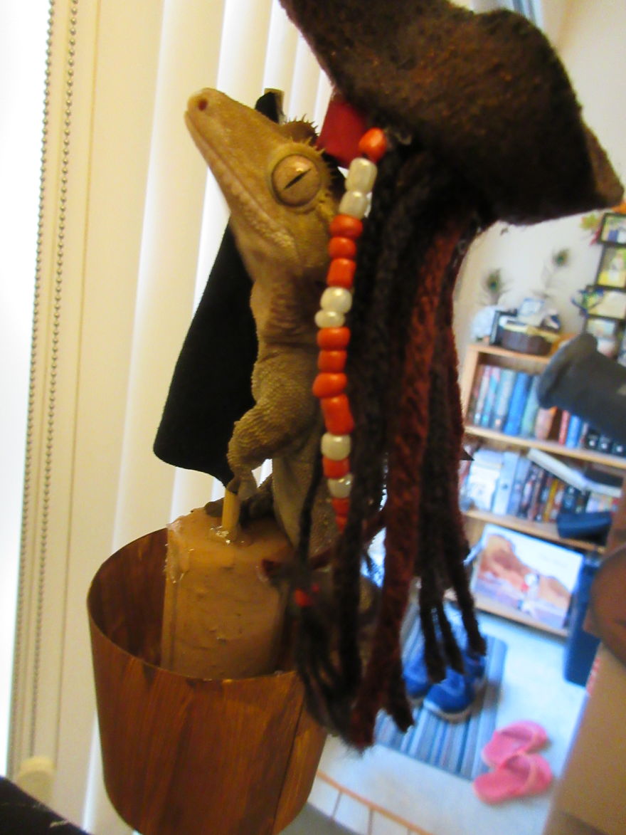 Captain Jack Gecko Captain Jack Gecko