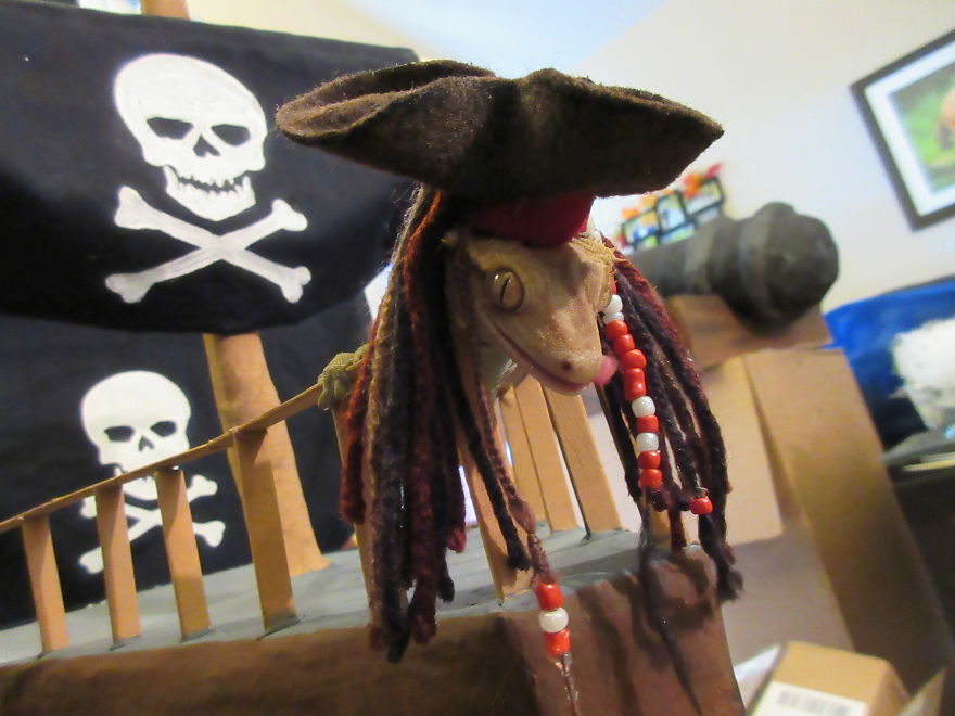 Captain Jack Gecko Captain Jack Gecko