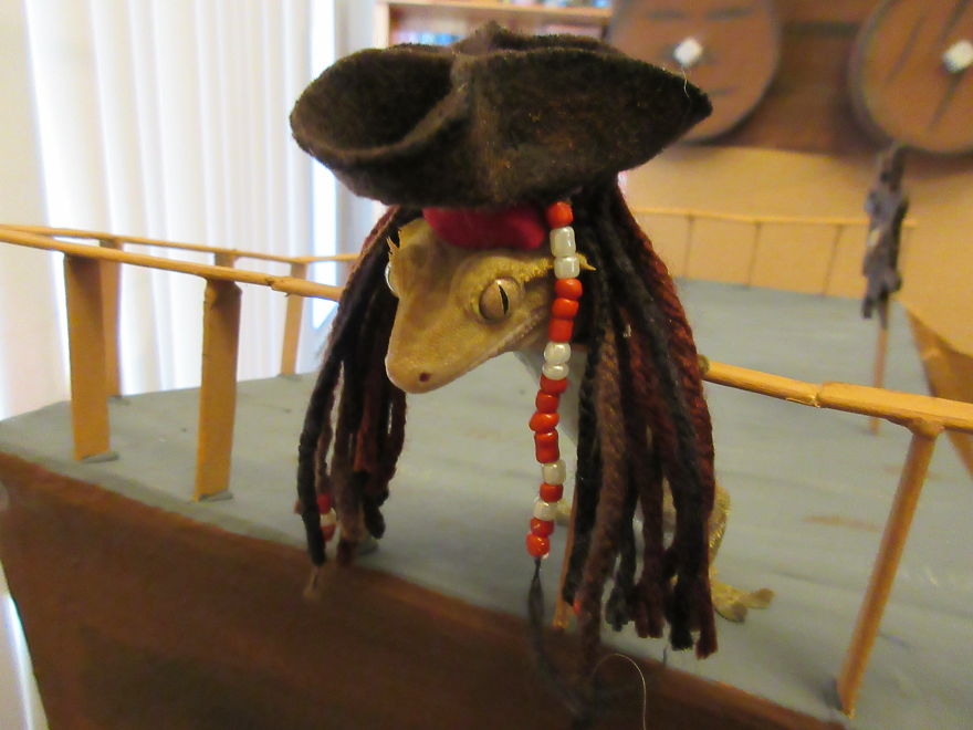 Captain Jack Gecko Captain Jack Gecko