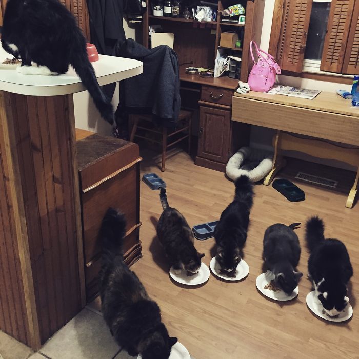 Several cats eating from plates indoors, illustrating people sharing new pet names instead of the original ones.
