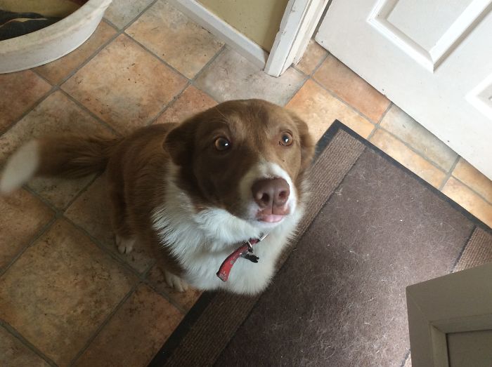 Brown and white dog sitting on tiled floor near a door, showcasing funny pet names shared by people online.