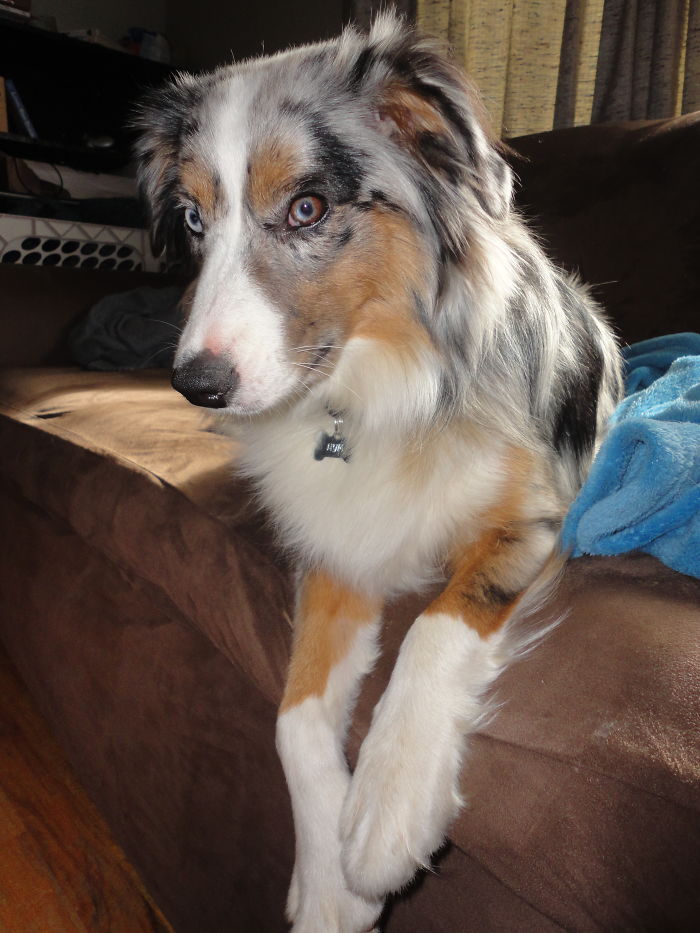 Australian Shepherd dog with heterochromatic eyes resting on couch, illustrating pets renamed with funny new names.