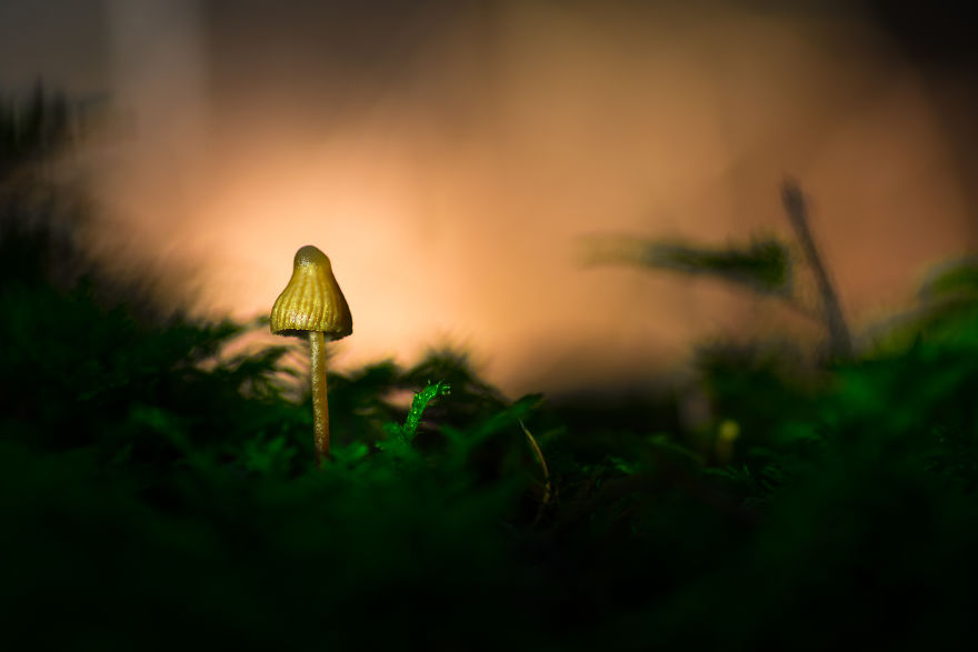 I Wander To The Woods To Photograph Mushrooms