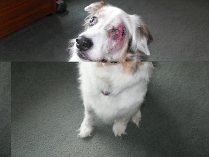 My Girl Daisymuffin. Second Eye Is Now Removed To Ease Her Pain. What A Tough Dog!