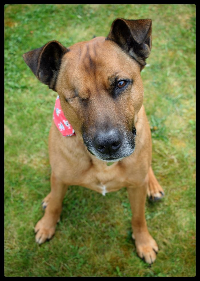 This Is Captain Morgan. He Doesn't Like Cats.