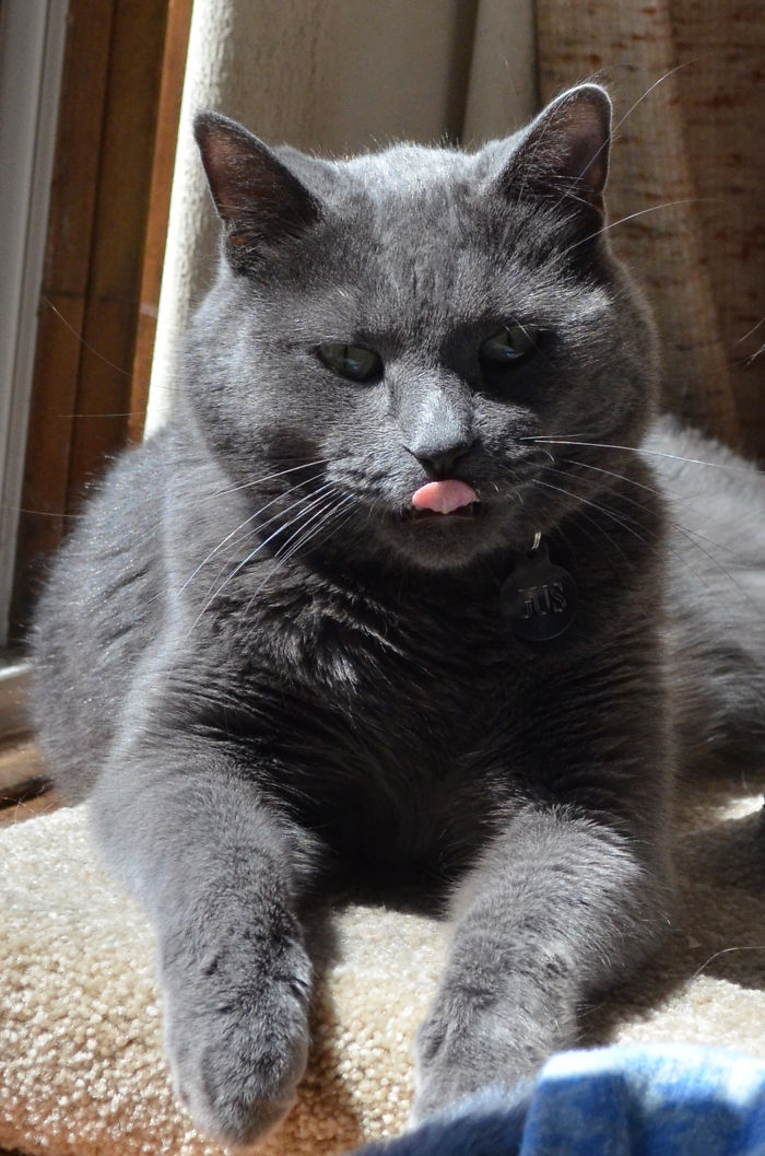 Gray cat lying on a soft surface with its tongue out, illustrating people sharing new pet names instead of original ones.
