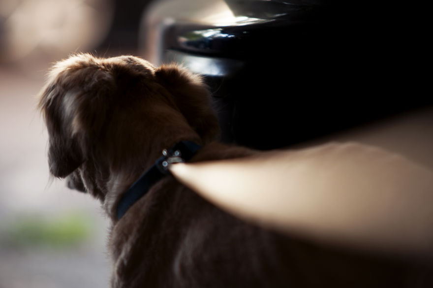 I Have Seen The Pure Love Between Us And Them I Have Seen The Pure Love Between Us And Them