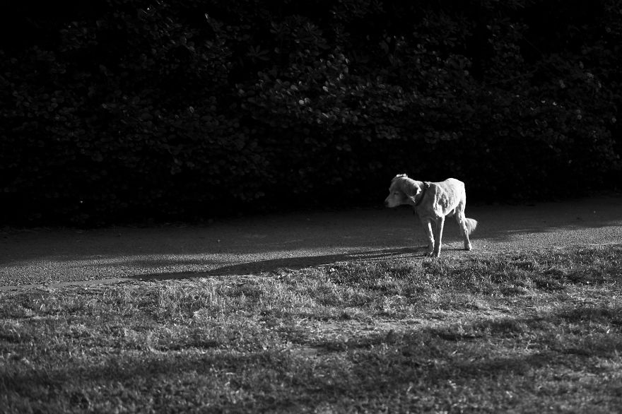 I Have Seen The Pure Love Between Us And Them I Have Seen The Pure Love Between Us And Them