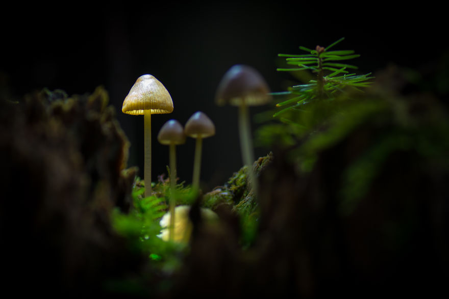 I Wander To The Woods To Photograph Mushrooms