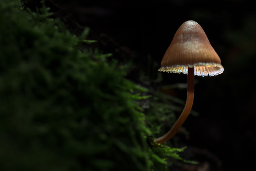 I Wander To The Woods To Photograph Mushrooms
