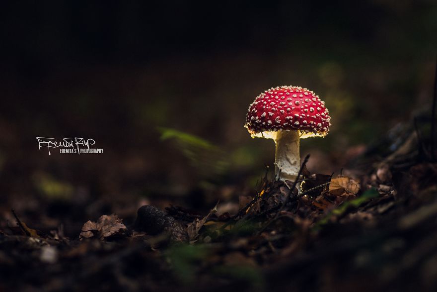 I Wander To The Woods To Photograph Mushrooms