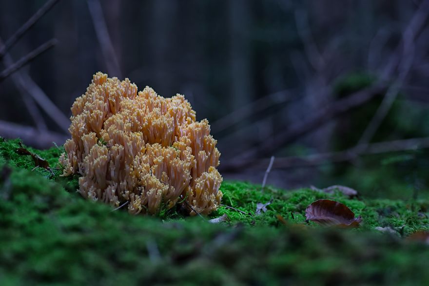 I Wander To The Woods To Photograph Mushrooms