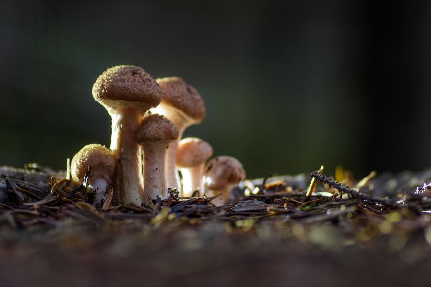 I Wander To The Woods To Photograph Mushrooms