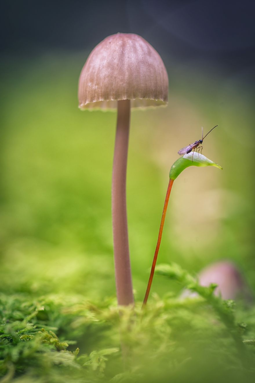 I Wander To The Woods To Photograph Mushrooms