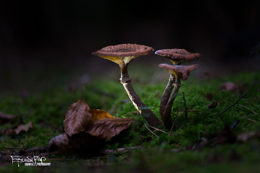 I Wander To The Woods To Photograph Mushrooms