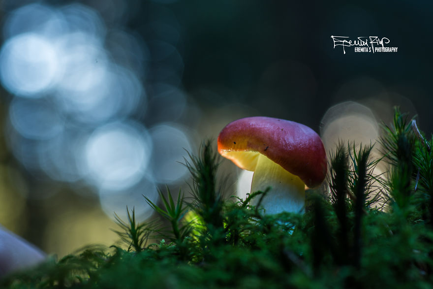 I Wander To The Woods To Photograph Mushrooms