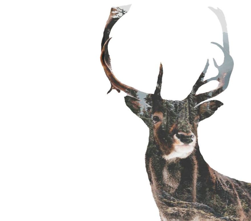 I Use Double Exposure To Create A Series That Merge Wildlife With Landscapes I Use Double Exposure To Create A Series That Merge Wildlife With Landscapes