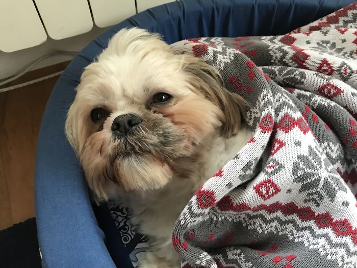 Small dog wrapped in a patterned blanket resting in a blue pet bed, showing pet names people now call their pets.