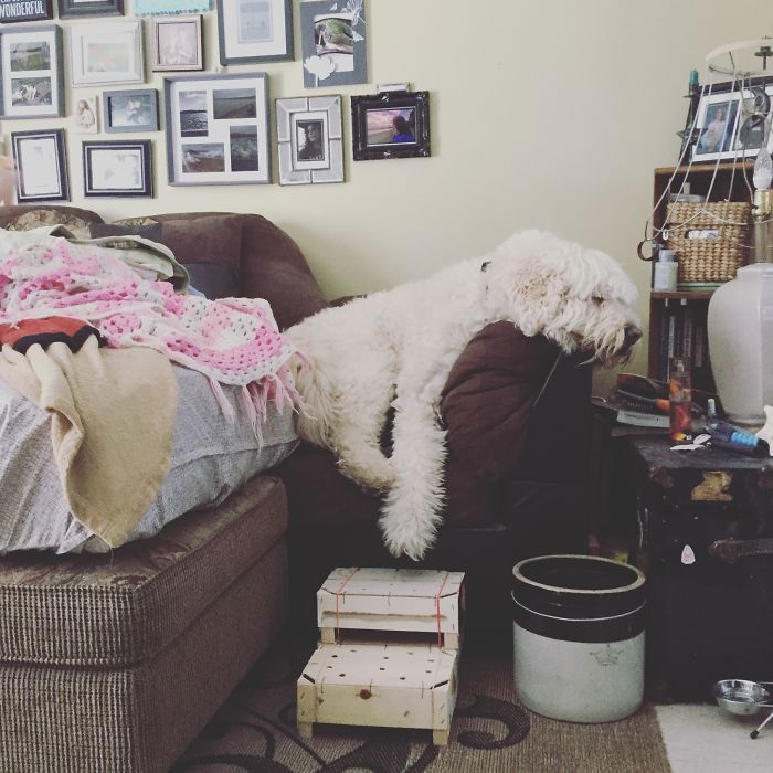 White fluffy dog lounging on couch in cozy living room, relating to people sharing pet names instead of original ones