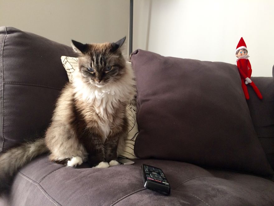 The Tail Of A Testy Kitty The Tail Of A Testy Kitty