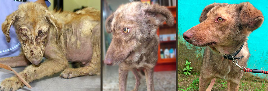The Incredible Transformation Of Enrique - A Street Dog From Guatemala The Incredible Transformation Of Enrique - A Street Dog From Guatemala
