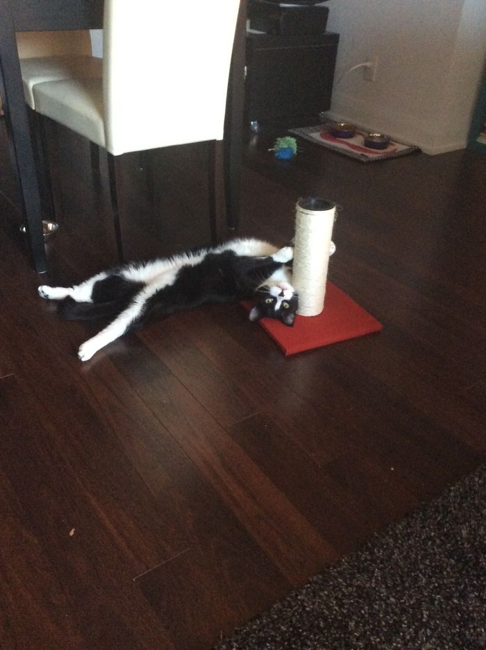 Black and white cat lying on dark wood floor next to scratching post in a home setting, pet names humor concept.
