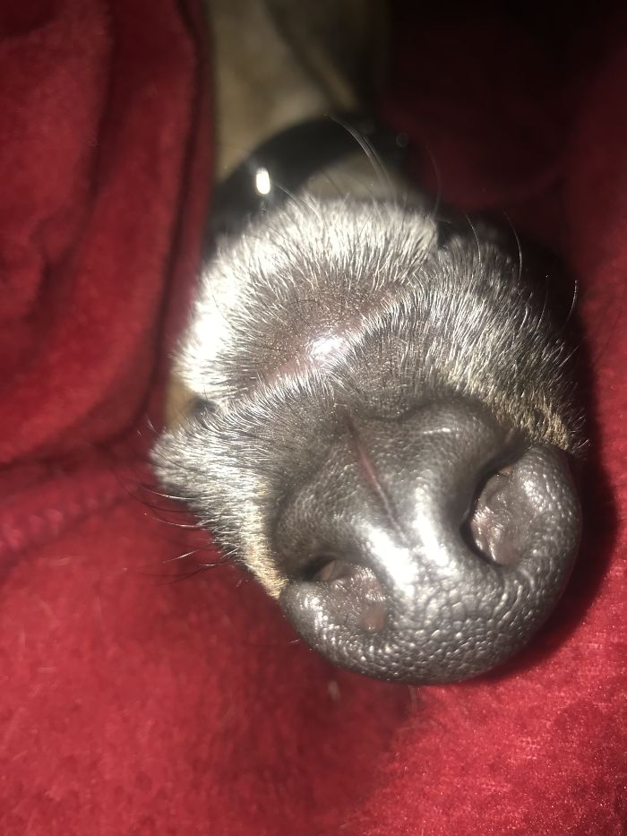 Close-up of a dog's nose as people share the new funny names they call their pets instead of the original one.