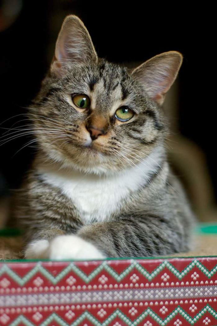 Dizzy The Ditzy Foster Cat (Looking For A Home!)