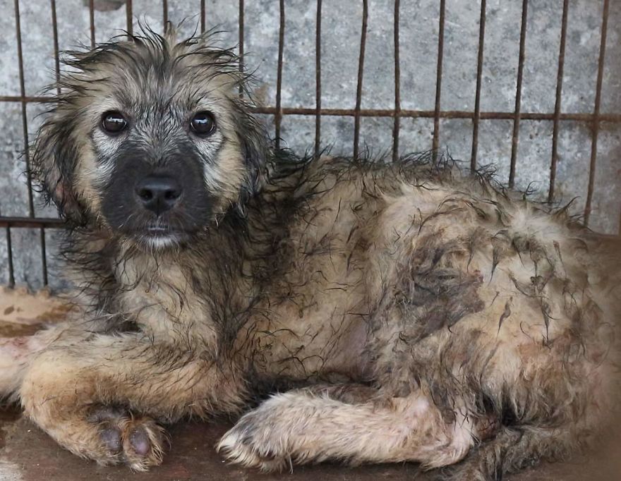 Helping 850 Dogs Is Not Easy At All...but It Makes Me Happy Helping 850 Dogs Is Not Easy At All...but It Makes Me Happy