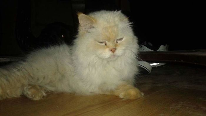 Jarue, Or Rue For Short. He's A Full Blood Persian And Was Abused When I Found Him. His Left Ear Is Shriveled, We Think Due To A Past Problem With Ear Mites, And Was Abused. He Loves Nothing More Than Pets, Cuddles, And Food.