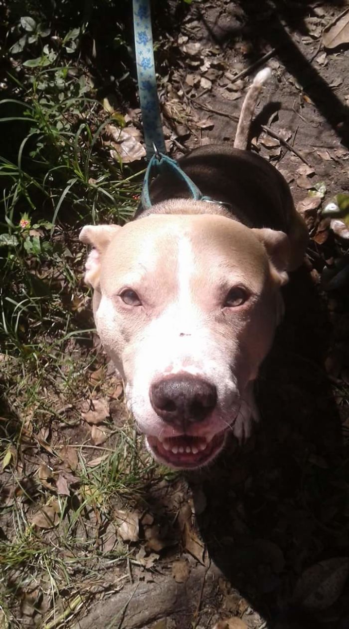 Happy dog outside on a leash, part of people sharing the names they now call their pets instead of the original one.
